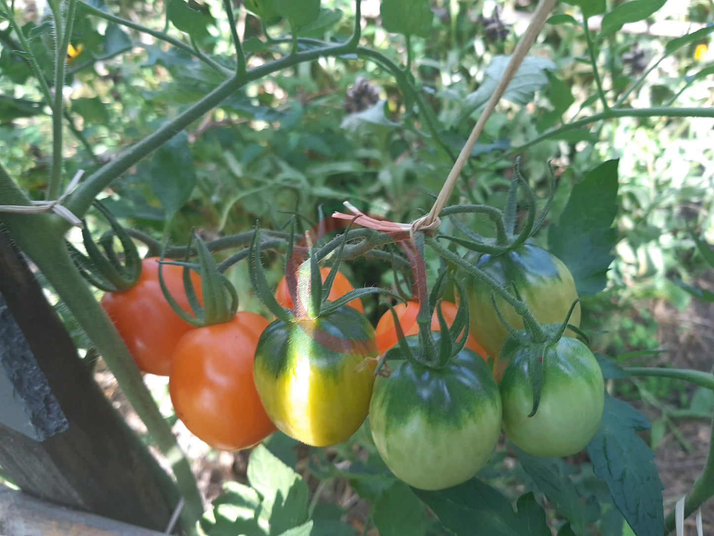 Susong Kalabaw DER TOMATENFLÜSTERER