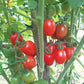 Swan´s Fluff DER TOMATENFLÜSTERER