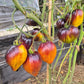 Sweet Caramel Sofia DER TOMATENFLÜSTERER