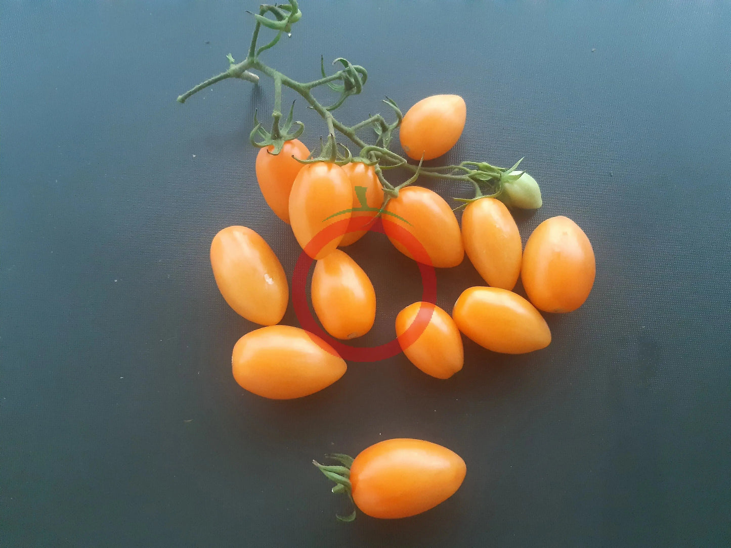 Sweet Cream DER TOMATENFLÜSTERER