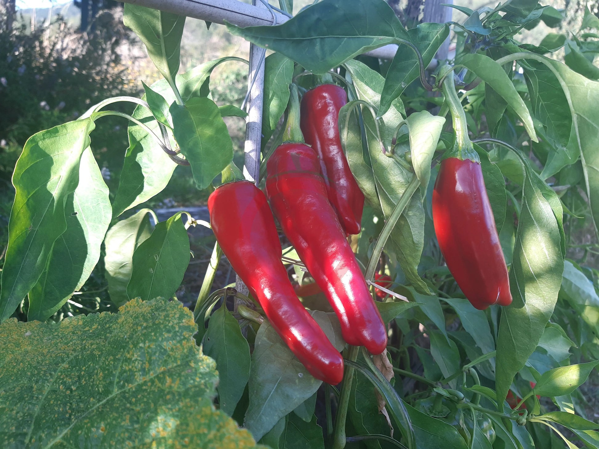 Szegediner DER TOMATENFLÜSTERER