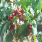 T-Rex Cocolate DER TOMATENFLÜSTERER