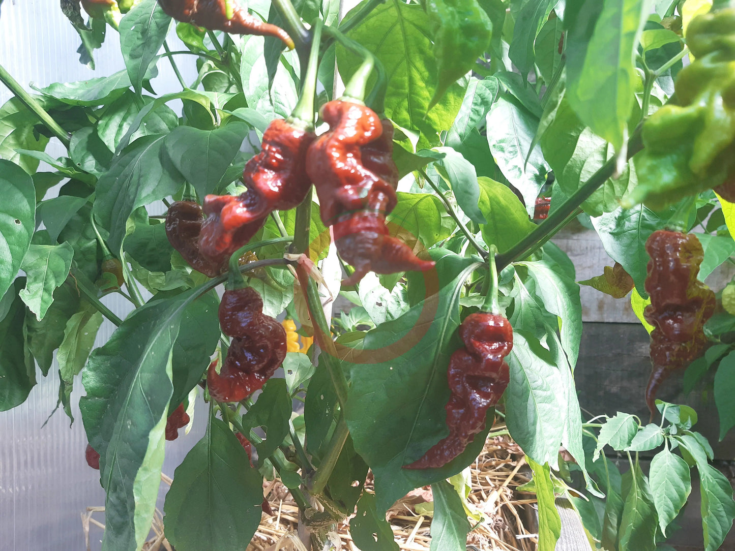 T-Rex Cocolate DER TOMATENFLÜSTERER