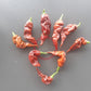 T-Rex Cocolate DER TOMATENFLÜSTERER