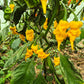 T-Rex Yellow DER TOMATENFLÜSTERER