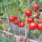 Taiwan Goddess DER TOMATENFLÜSTERER