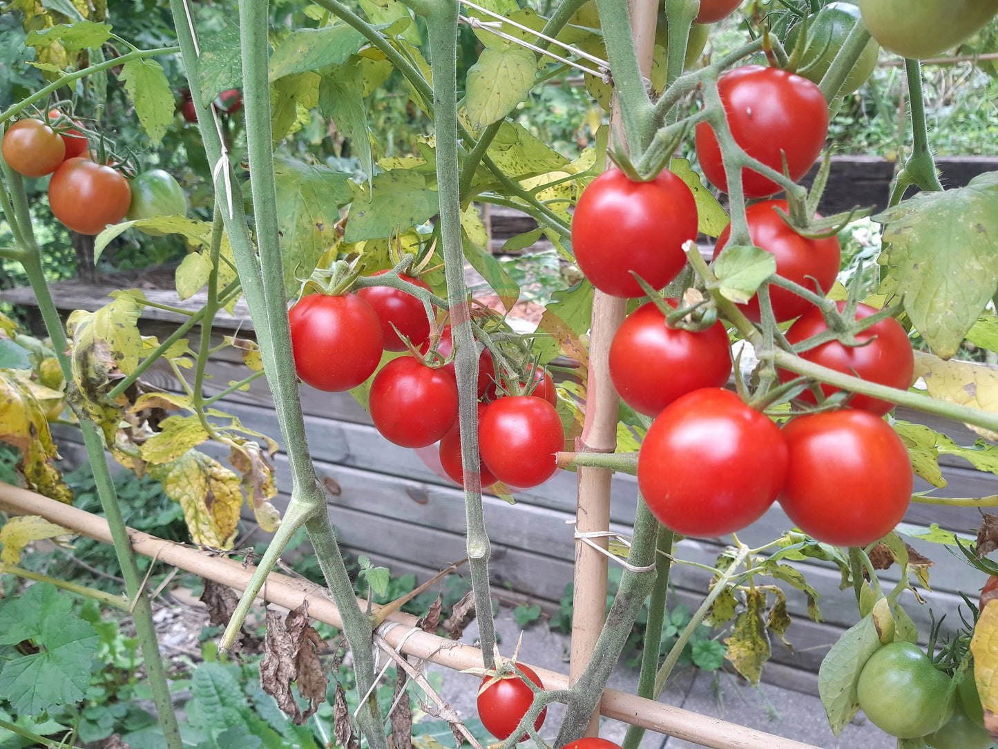 Taiwan Goddess DER TOMATENFLÜSTERER