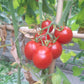 Taiwan Goddess DER TOMATENFLÜSTERER