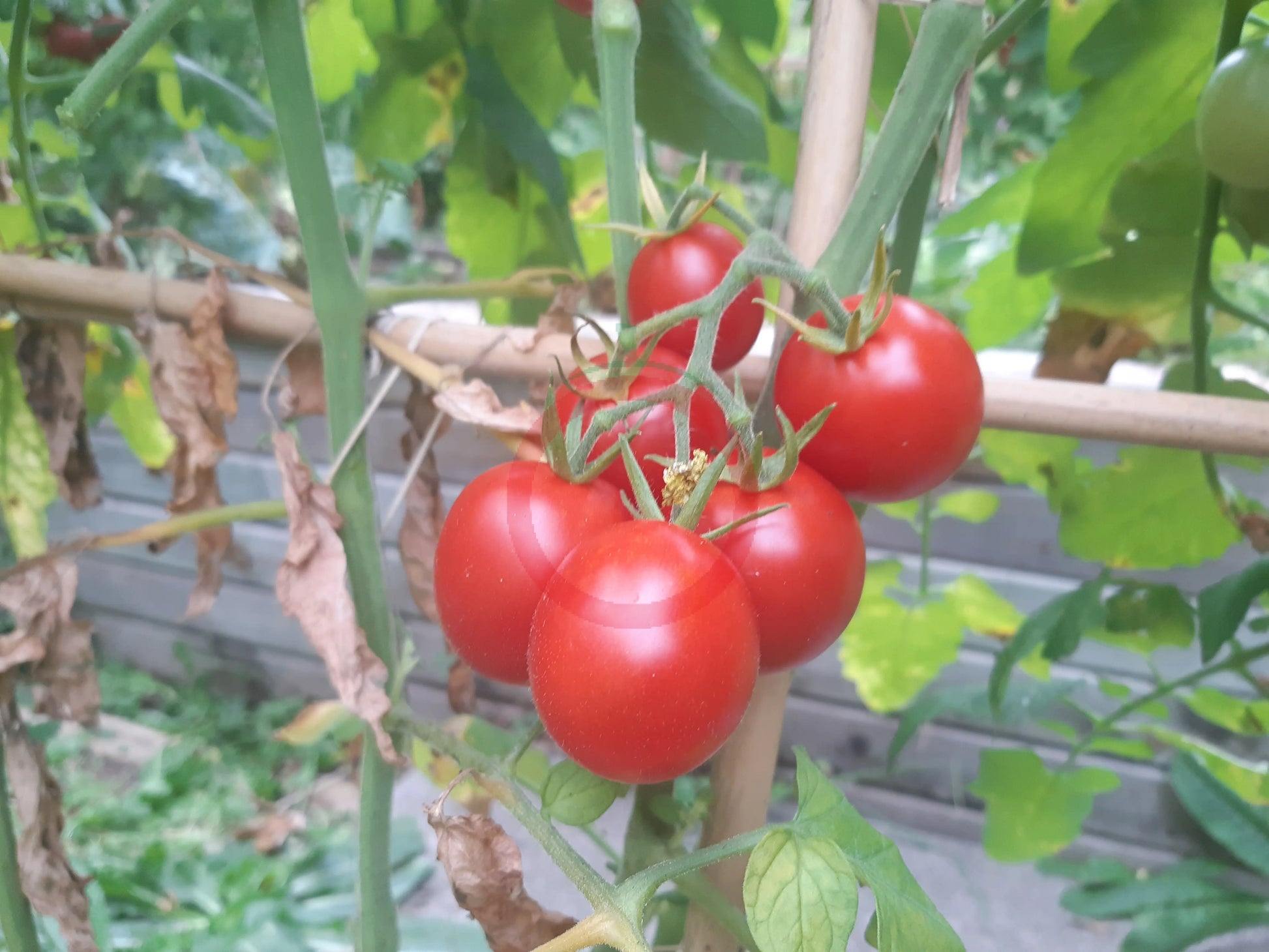 Taiwan Goddess DER TOMATENFLÜSTERER