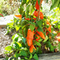 Tangerine Dream DER TOMATENFLÜSTERER
