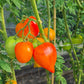 Tante Gretels magische Hüte DER TOMATENFLÜSTERER
