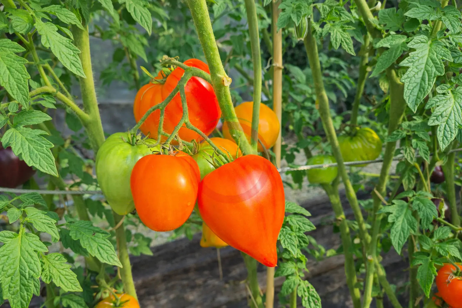 Tante Gretels magische Hüte DER TOMATENFLÜSTERER