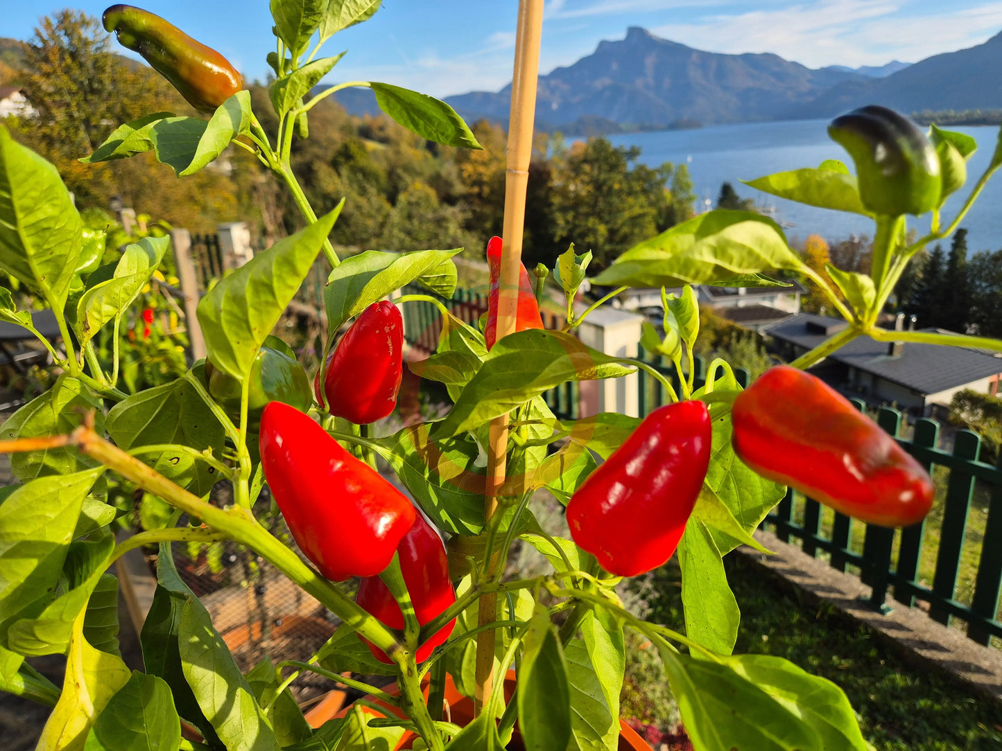 Tap de Cortí DER TOMATENFLÜSTERER