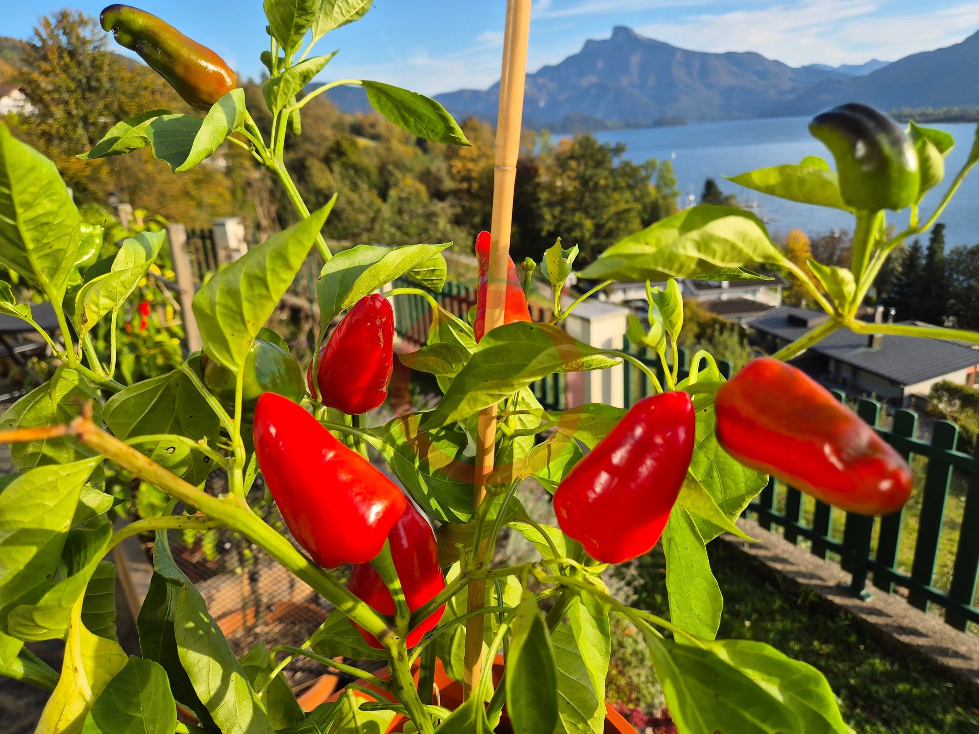 Tap de Cortí DER TOMATENFLÜSTERER