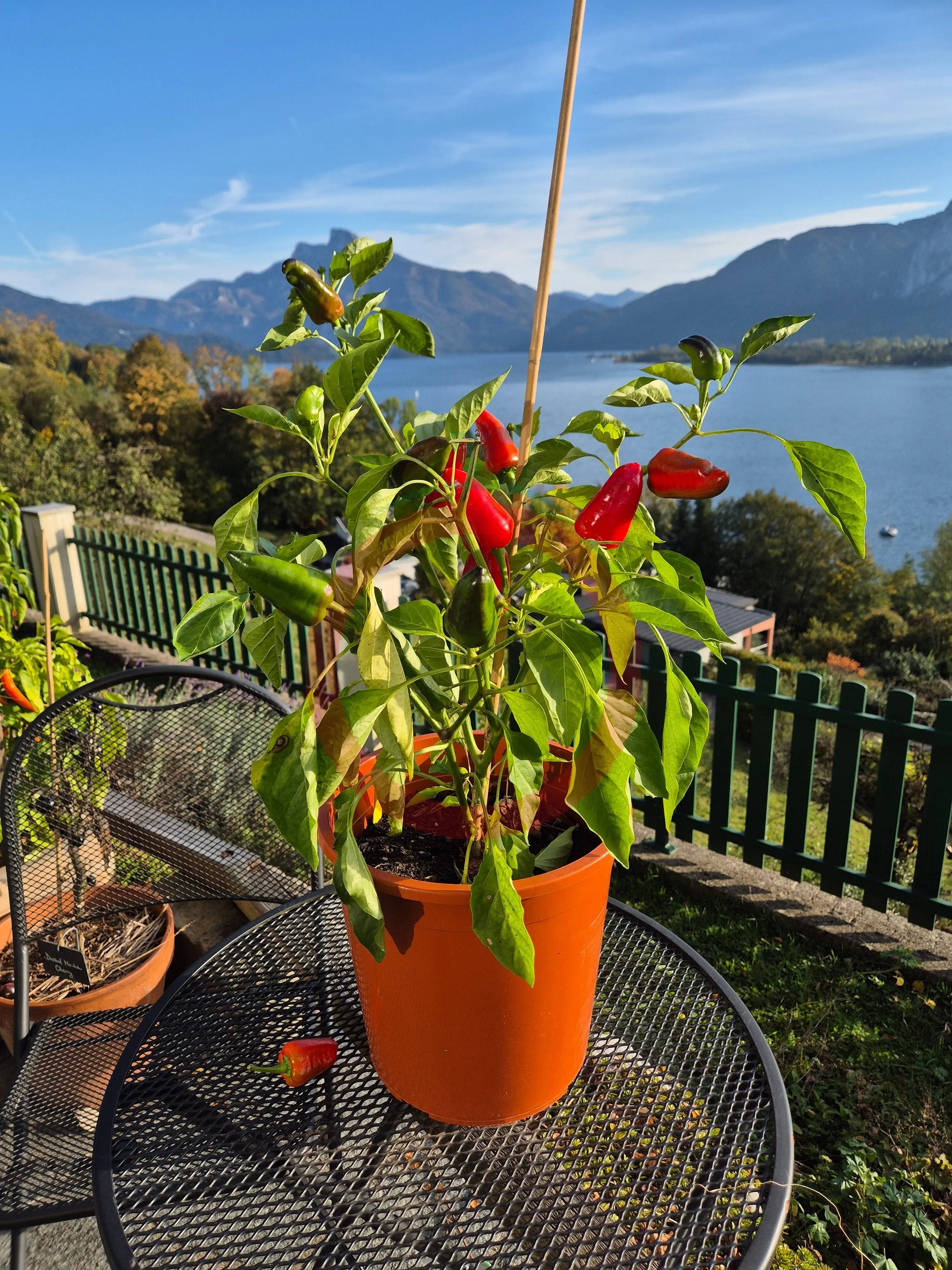 Tap de Cortí DER TOMATENFLÜSTERER