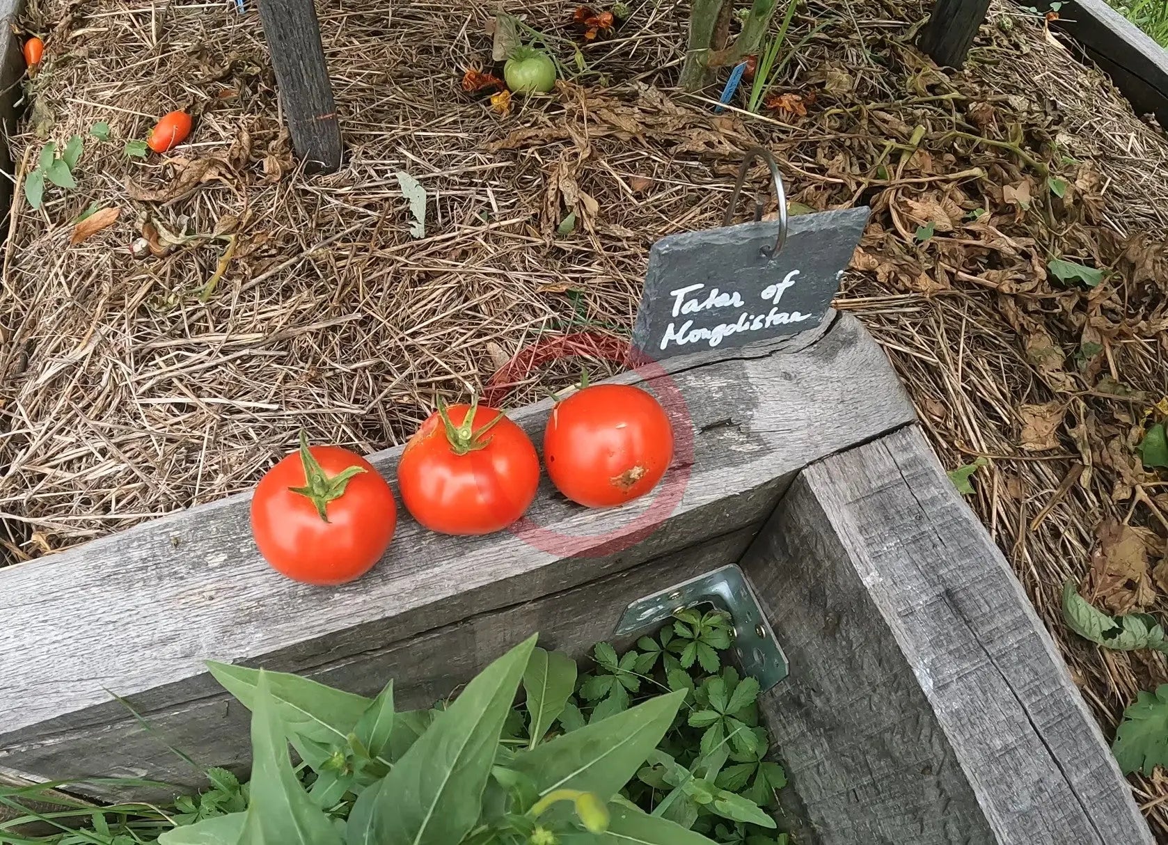 Tatar of Mongolistan DER TOMATENFLÜSTERER