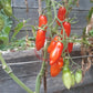 Tegucigalpa DER TOMATENFLÜSTERER