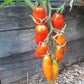 Tegucigalpa DER TOMATENFLÜSTERER