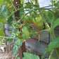 Tegucigalpa DER TOMATENFLÜSTERER
