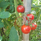 Tel Aviv Train DER TOMATENFLÜSTERER