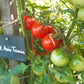 Tel Aviv Train DER TOMATENFLÜSTERER