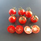 Tel Aviv Train DER TOMATENFLÜSTERER
