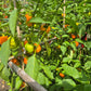 Tema DER TOMATENFLÜSTERER