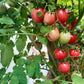 Thai Pink Egg DER TOMATENFLÜSTERER