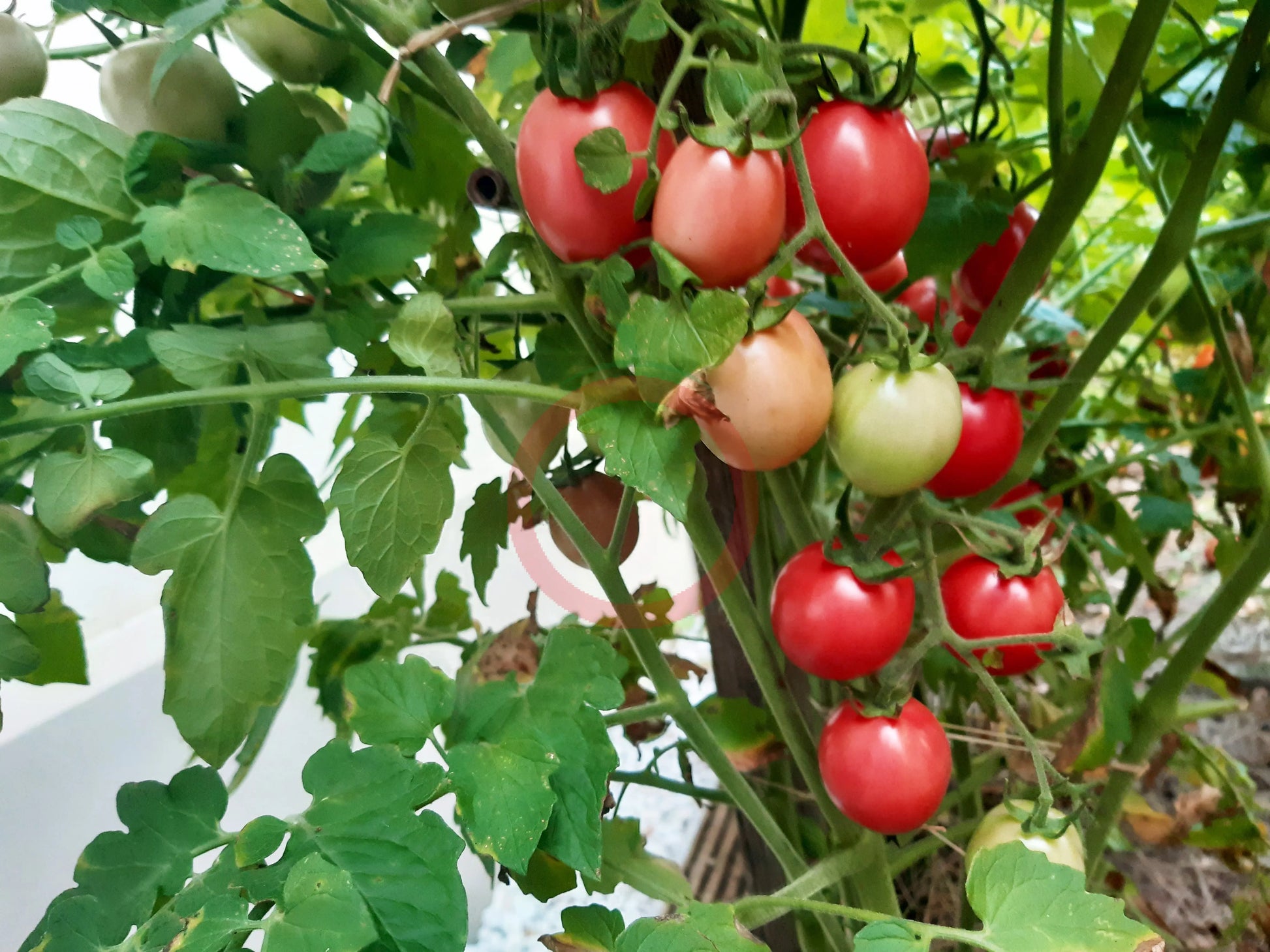 Thai Pink Egg DER TOMATENFLÜSTERER