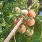 Thai Pink Egg DER TOMATENFLÜSTERER