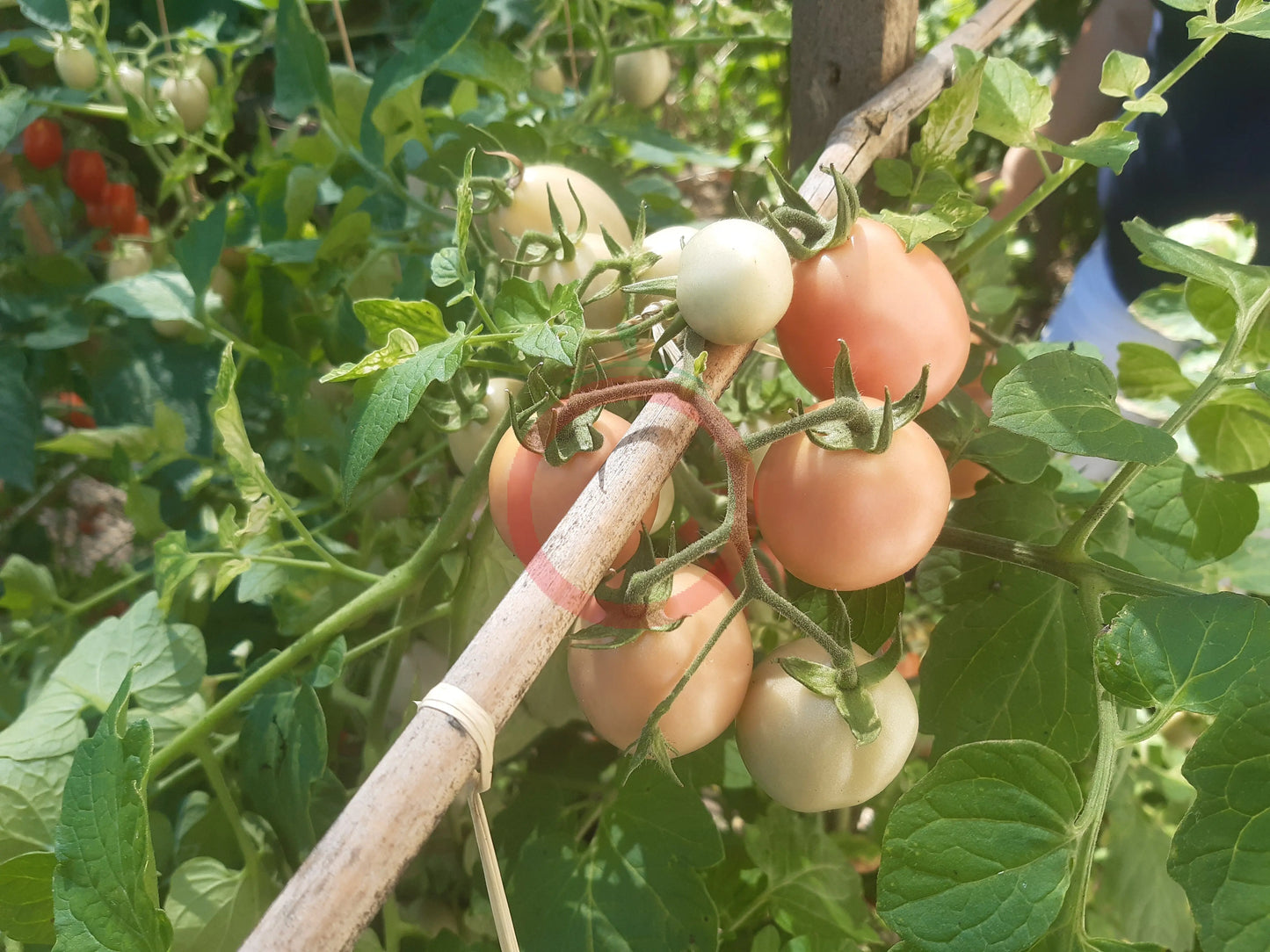 Thai Pink Egg DER TOMATENFLÜSTERER