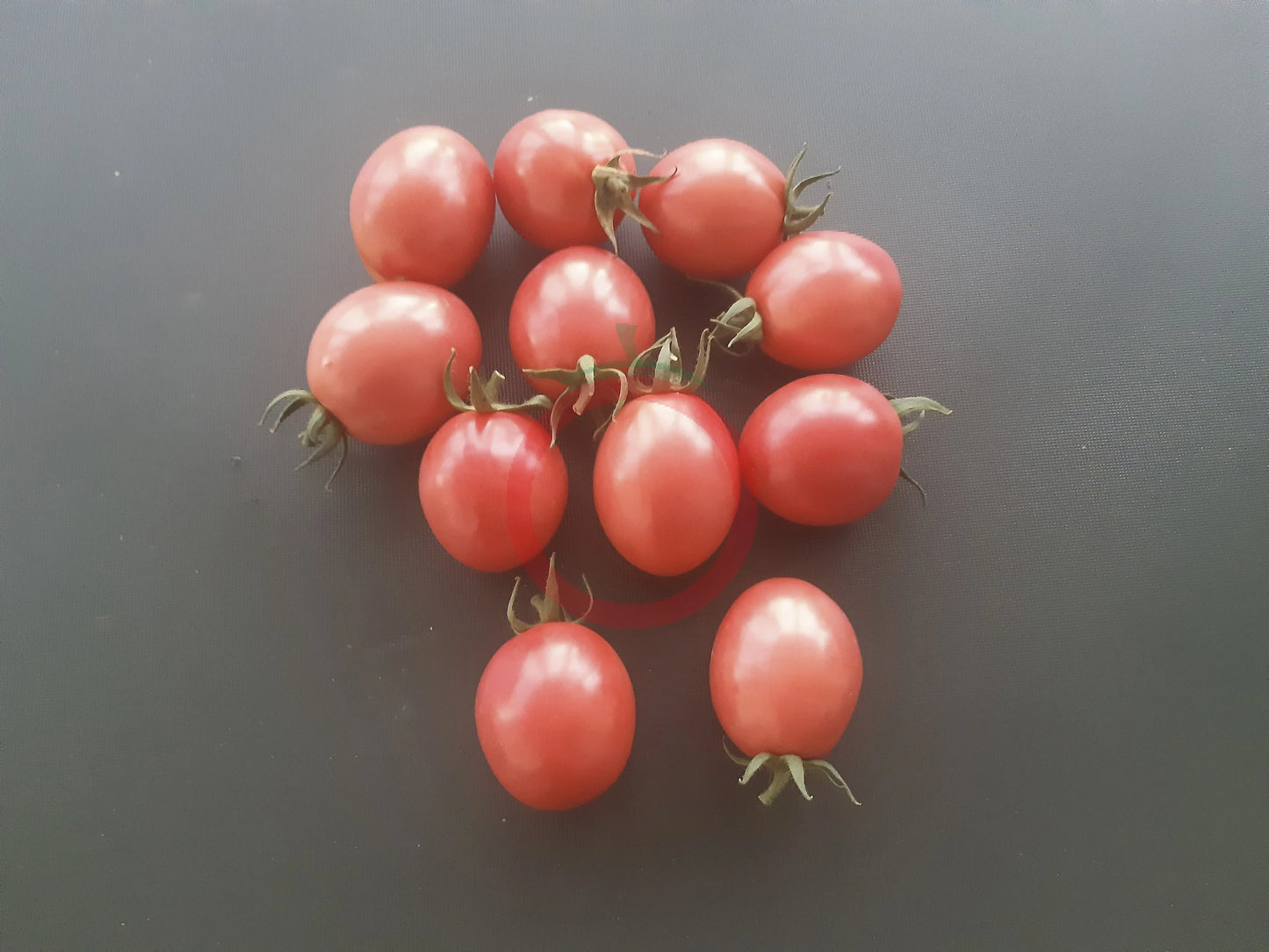 Thai Pink Egg DER TOMATENFLÜSTERER