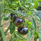 The Musketeers DER TOMATENFLÜSTERER