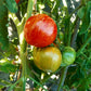 The Oxbow Striped Heart DER TOMATENFLÜSTERER