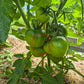 Thorburn´s Terracotta DER TOMATENFLÜSTERER