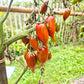 Tiger Zebra DER TOMATENFLÜSTERER