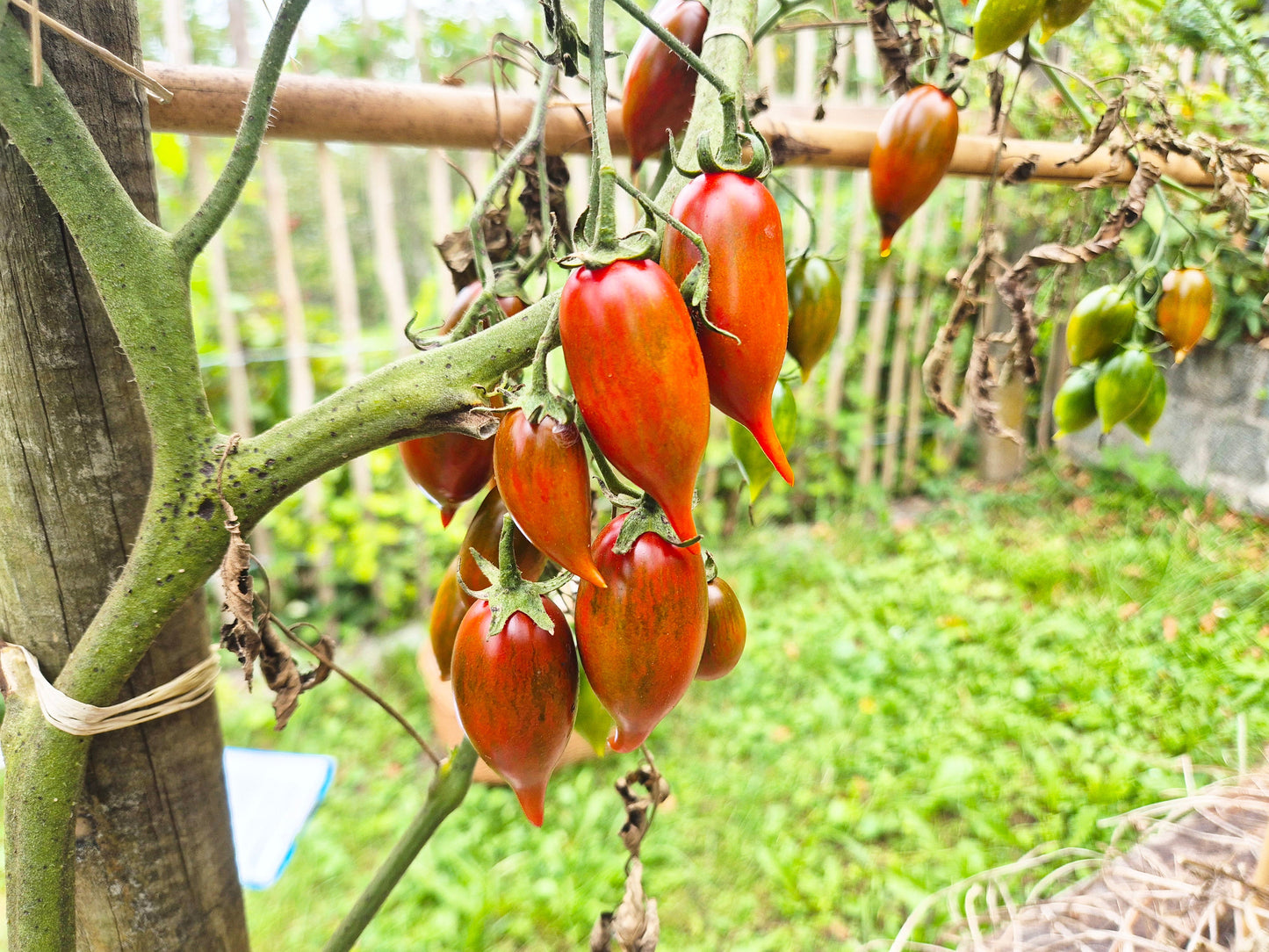 Tiger Zebra DER TOMATENFLÜSTERER