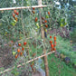Tiger Zebra DER TOMATENFLÜSTERER