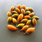 Tiger Zebra DER TOMATENFLÜSTERER