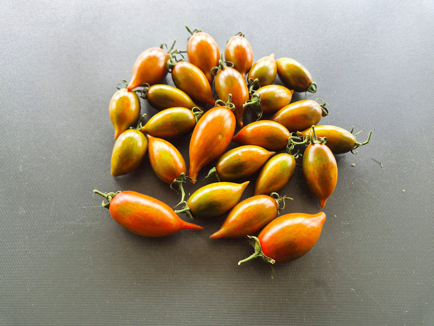Tiger Zebra DER TOMATENFLÜSTERER