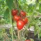 Tikla Sundari DER TOMATENFLÜSTERER