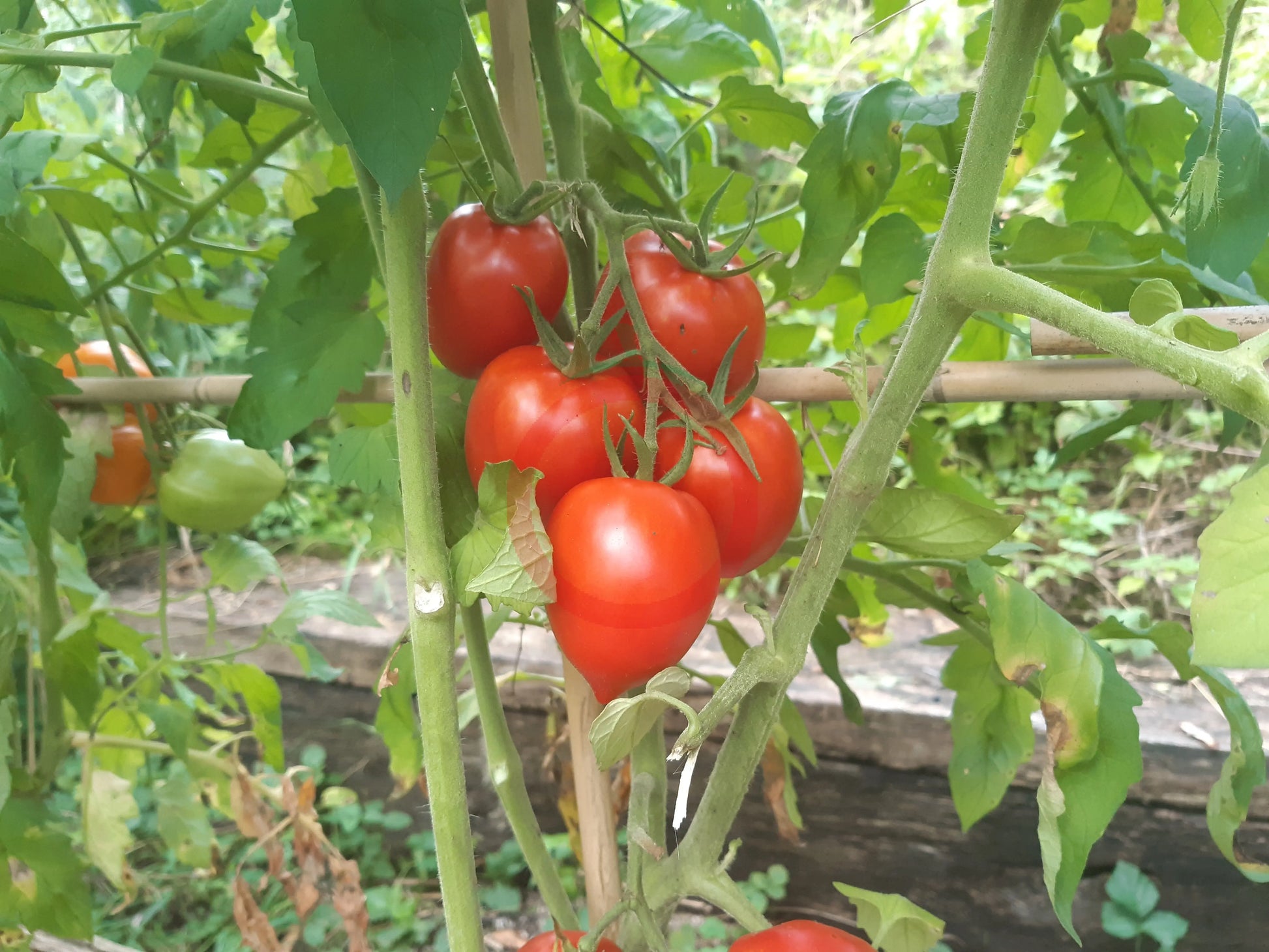 Tikla Sundari DER TOMATENFLÜSTERER