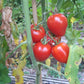 Tikla Sundari DER TOMATENFLÜSTERER