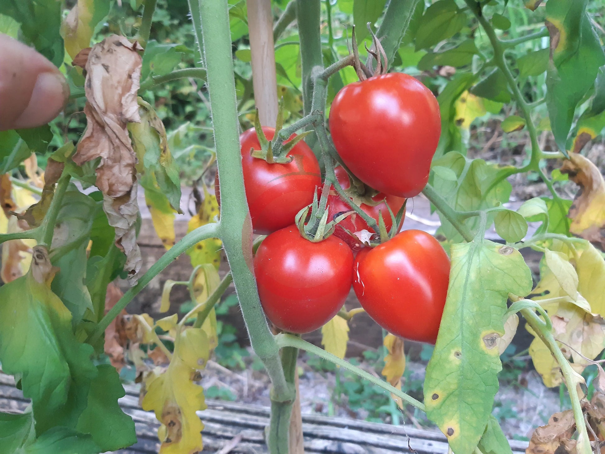 Tikla Sundari DER TOMATENFLÜSTERER