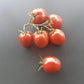 Tikla Sundari DER TOMATENFLÜSTERER