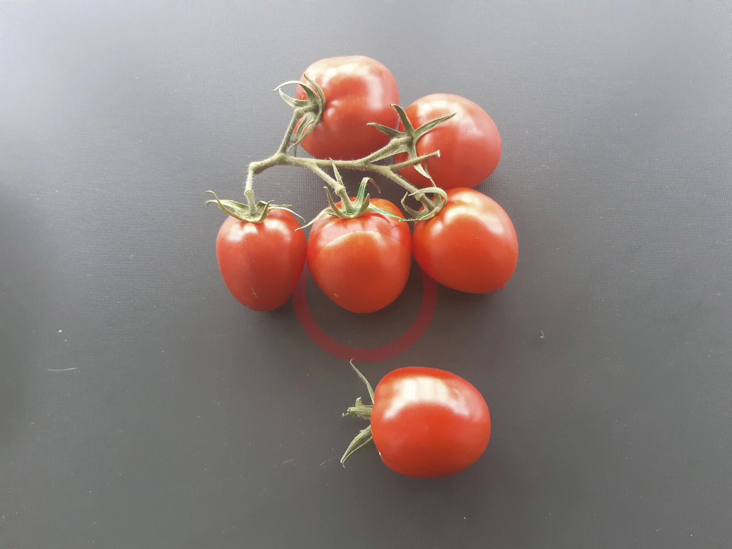 Tikla Sundari DER TOMATENFLÜSTERER