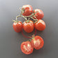 Tikla Sundari DER TOMATENFLÜSTERER