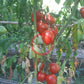 Tikla Sundari DER TOMATENFLÜSTERER