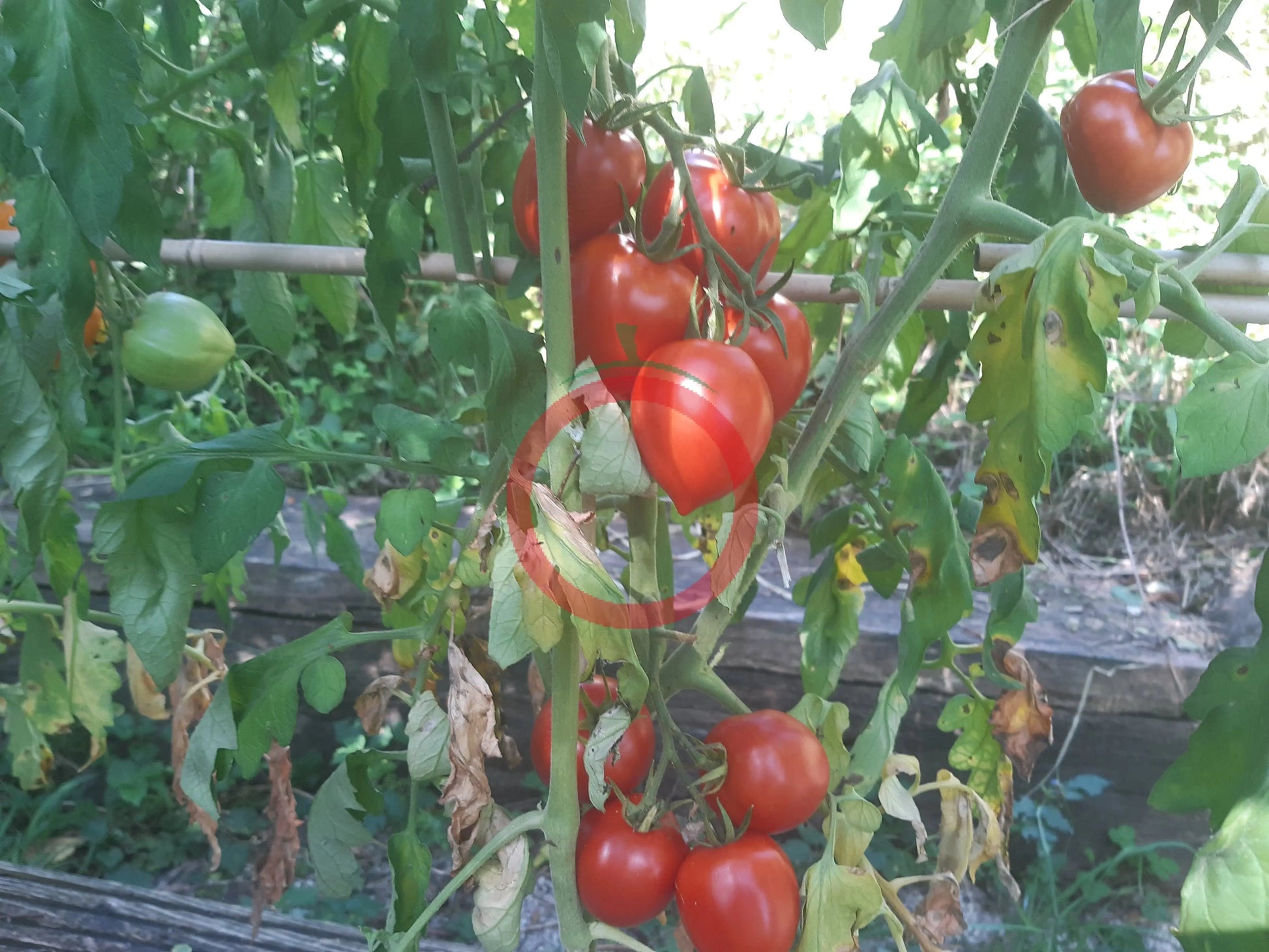 Tikla Sundari DER TOMATENFLÜSTERER