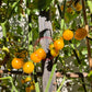 Tim´s Taste of Paradise DER TOMATENFLÜSTERER